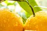 白糖蒸橙子的功效与作用