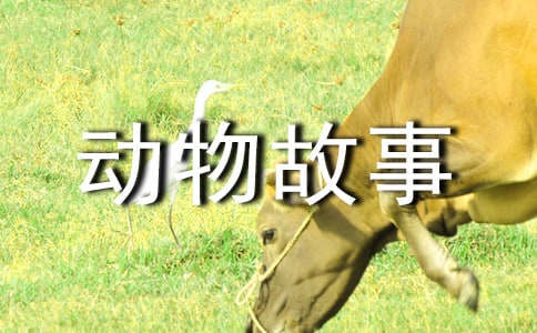 动物故事作文汇编（6篇）