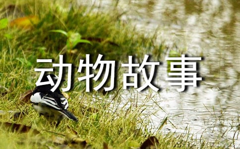 动物故事作文