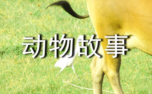 (精华)编动物故事作文