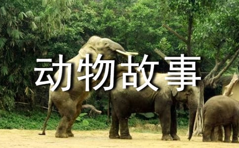 动物故事作文精华9篇