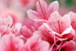梦见粉色杜鹃花