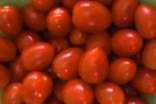 樱桃番茄种植时间和方法