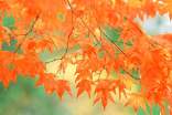 梦见红叶，红色树叶
