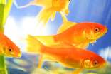 金鱼在家里对风水是好不