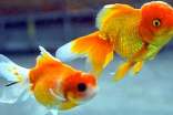 梦见好多小红金鱼