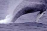 梦见鲸鱼喷水