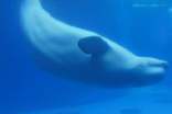 梦见鲸鱼在水里(荐)