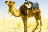 梦见一群人骑骆驼