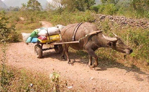 梦见坐牛车