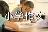 我的房间小学作文15篇（精华）