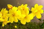 迎春花什么时候开