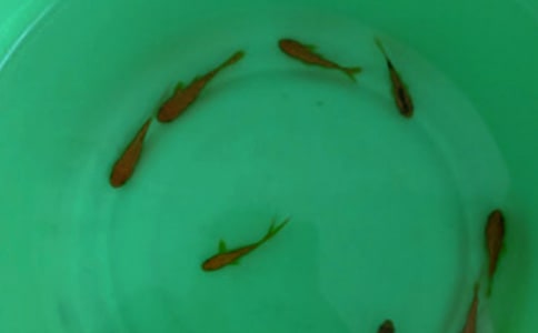 鱼苗放生活动策划书