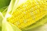 怀孕吃玉米可以吗