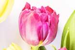 水培郁金香花期有多久