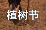 幼儿园植树节活动方案