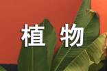古城布局风水：植物风水：让家里空气更清新的