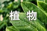 梦见枯萎的植物（热门）