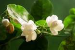茉莉花的养法