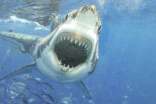 梦见一群鲨鱼