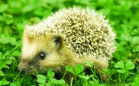 【热门】刺猬的故事作文10篇