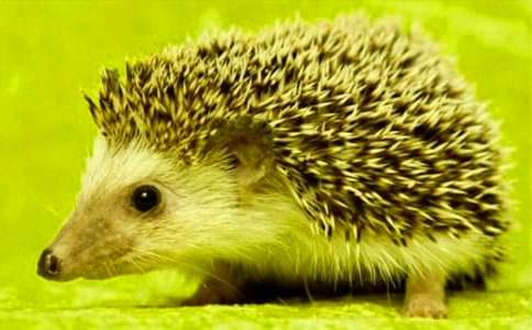 (优选)刺猬的故事作文4篇