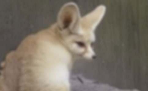 狐狸的故事作文精品[4篇]