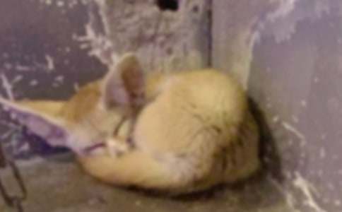 （合集）狐狸的故事作文3篇