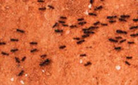 【集合】蚂蚁故事作文9篇