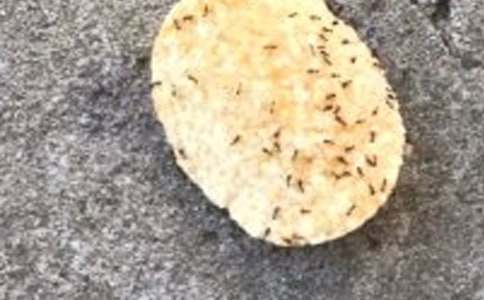 蚂蚁故事作文汇总(4篇)