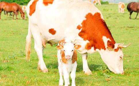 从没奶到奶牛分享我的母乳喂养经验