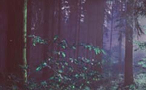 （热）森林的故事作文