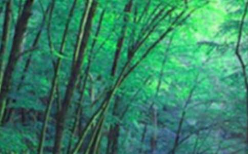 森林的故事作文优秀9篇