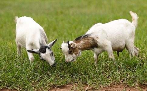 关山羊奶粉的6大优越性