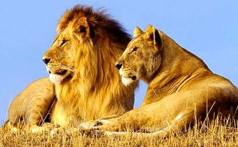 狮子座是什么样的人