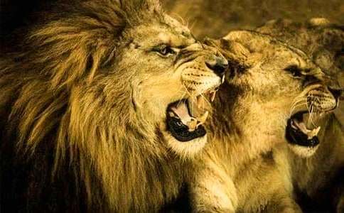 狮子座男是什么样的性格