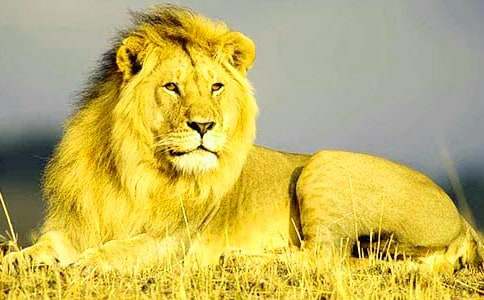 梦见狮子追着我跑