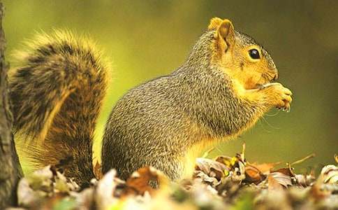 松鼠的故事作文
