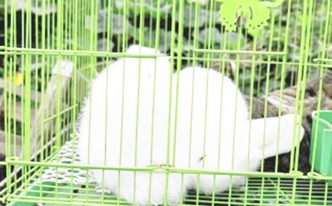 [热]兔子的故事作文3篇