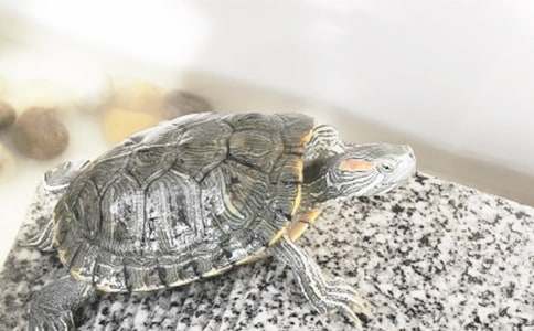 梦见很多小乌龟