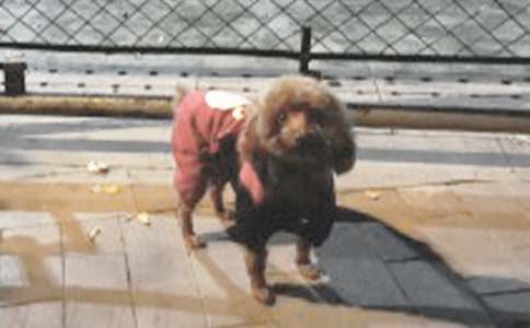 孕妇梦见小狗狗