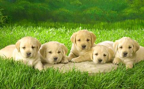 梦见自己家的小狗