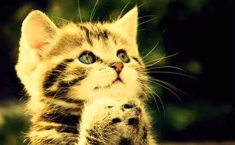 梦见小猫抓小老鼠