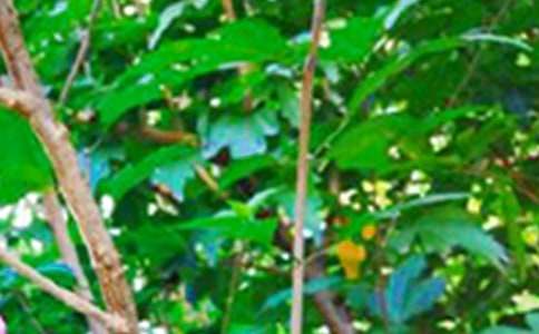 【精华】生活早安心语合集55句